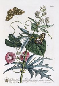 Abutilon and Convolvulus by Georg Dionysius Ehret